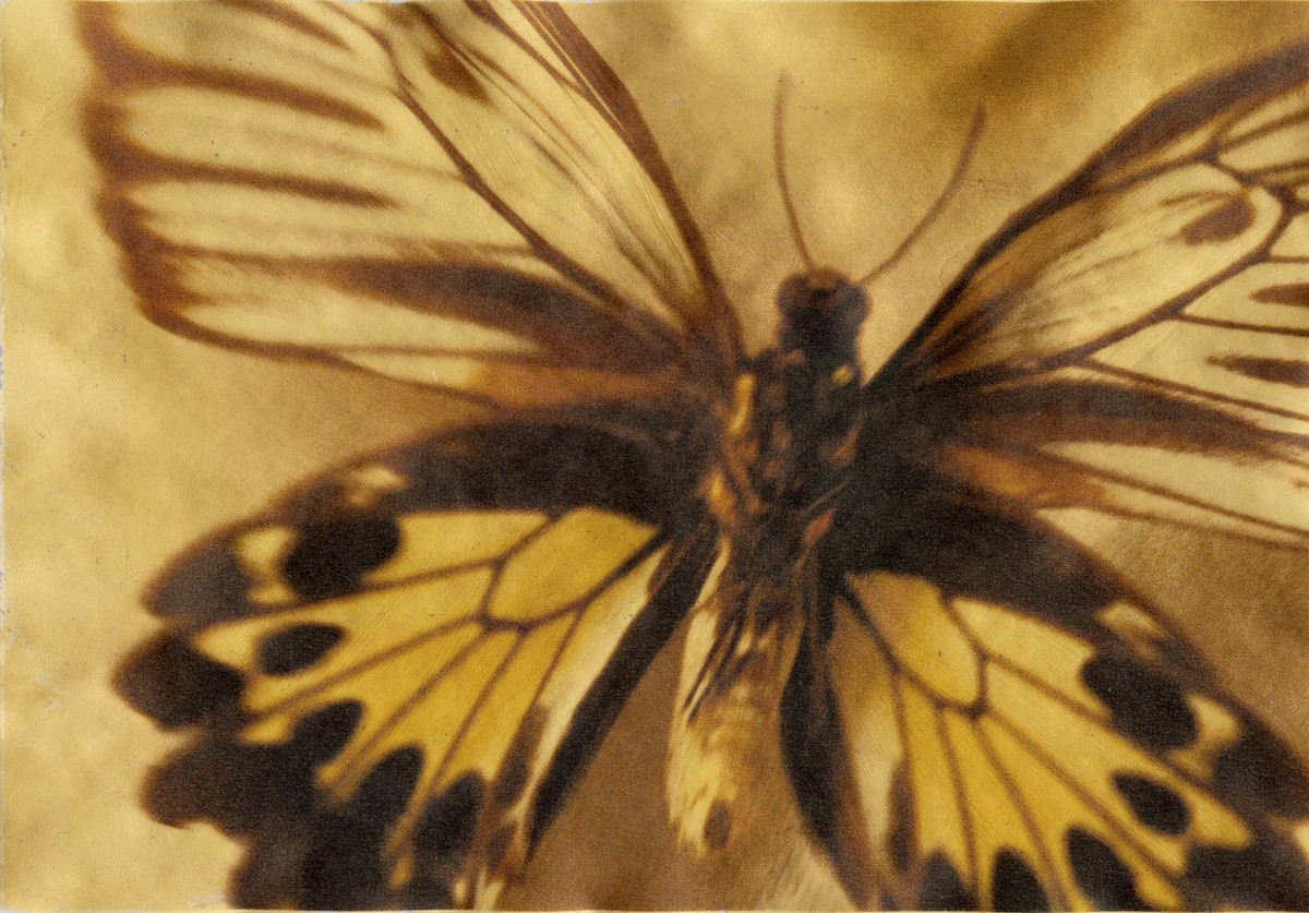 Birdwing Butterfly