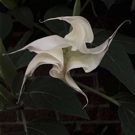 Datura II