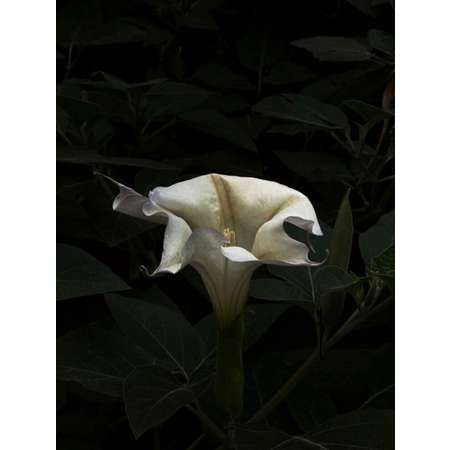 Datura