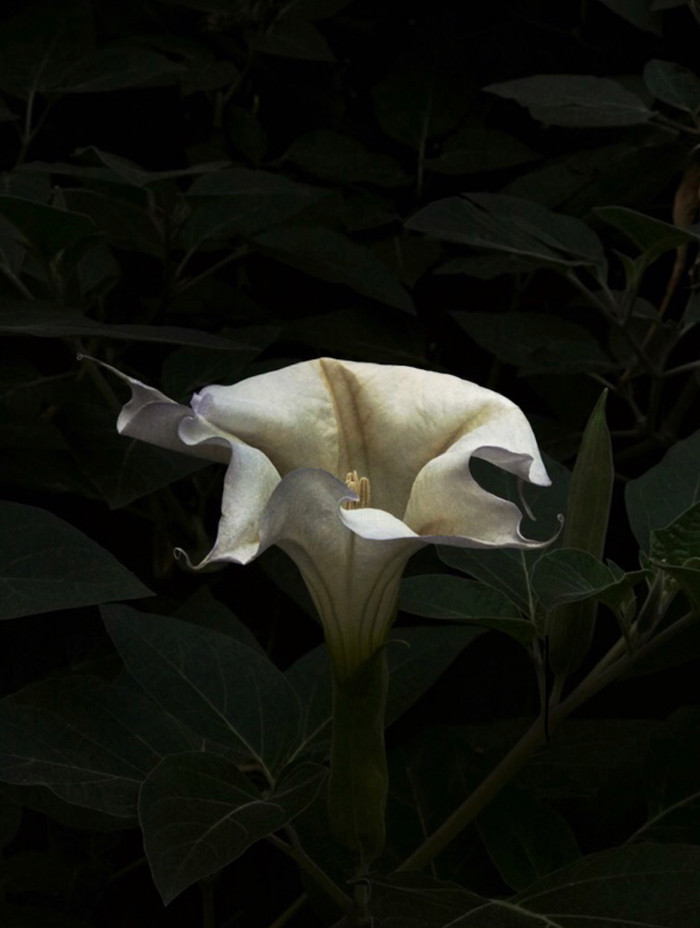 Datura