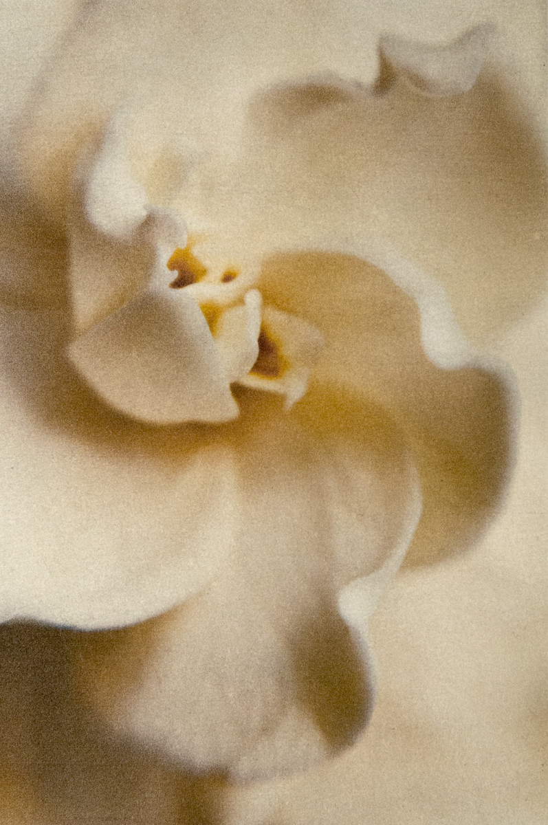 Gardenia