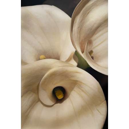 Callas II