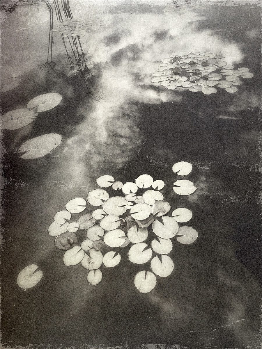 Lily Pads II