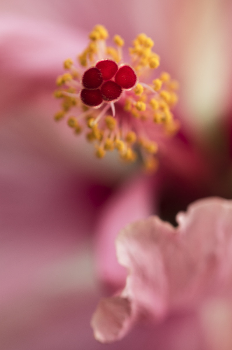 Pink Hibiscus