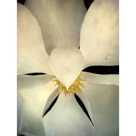 Texas Magnolia