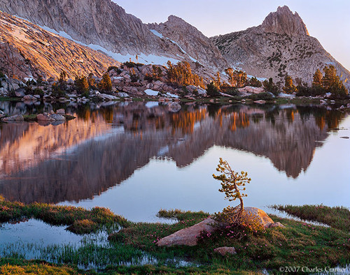 Young Pine, Upper Young Lake, Yosemite