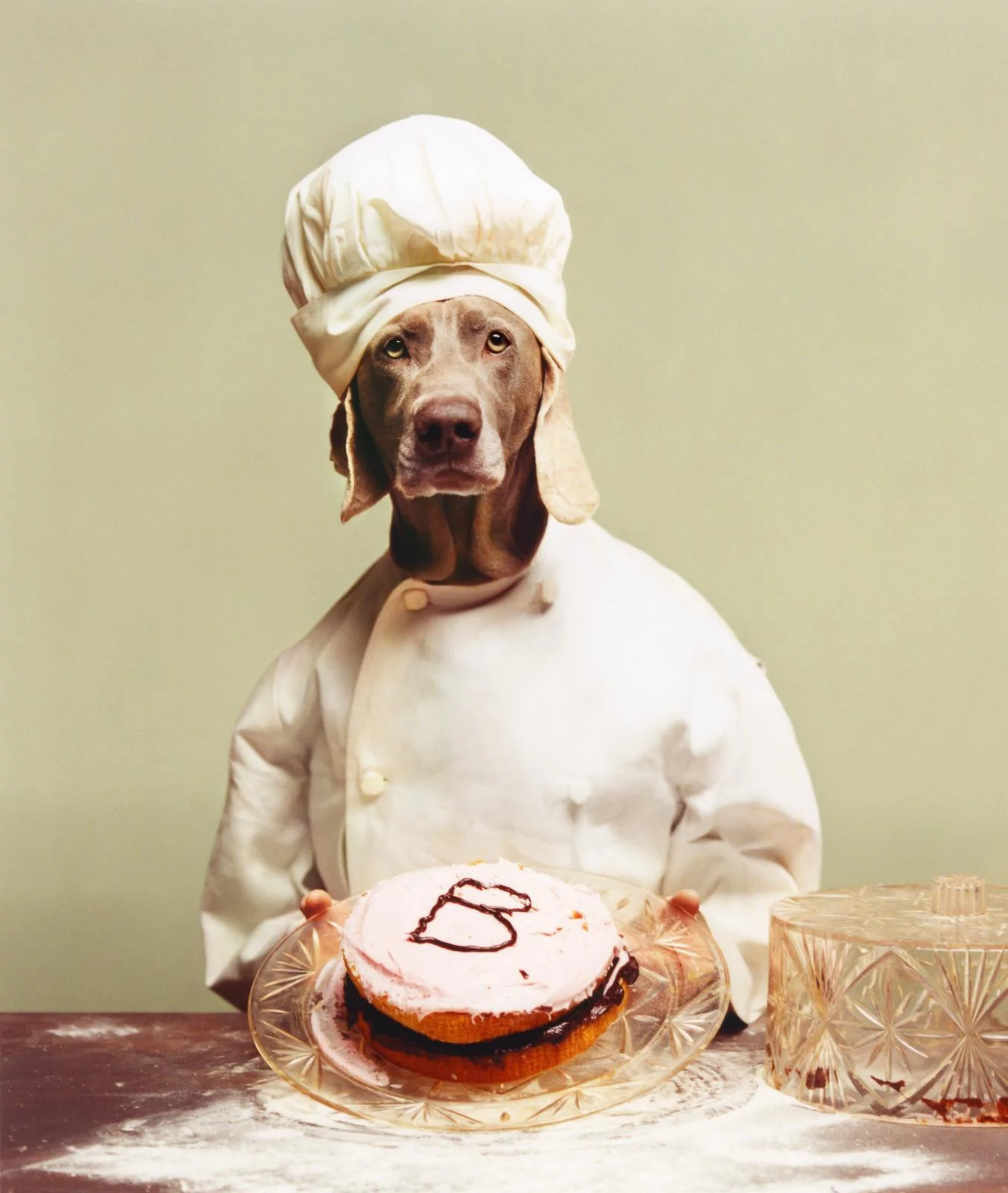 William Wegman, Baking a Cake, Catherine Couturier Gallery