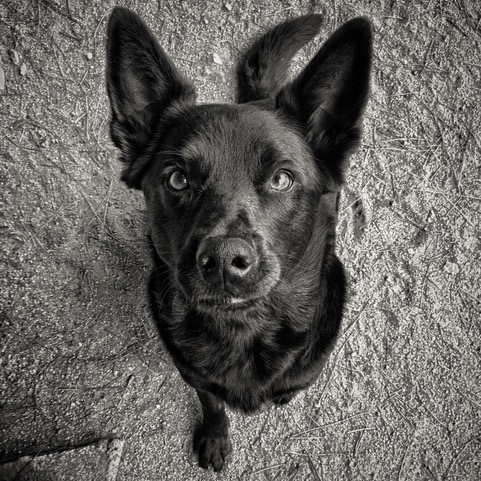 Raven, Susan Burnstine's Dog