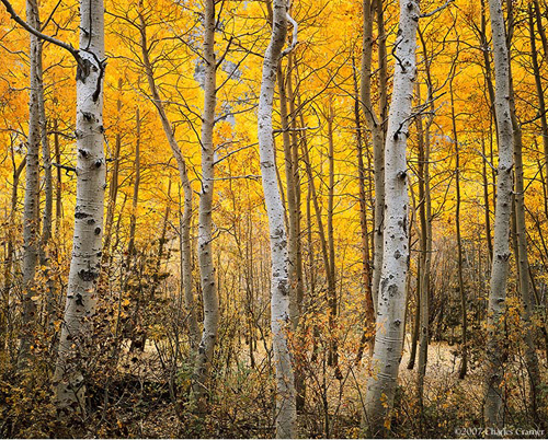 Charles Cramer - Apsen, Autumn, June Lake