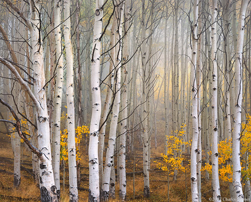 Aspen in fog, Boulder Mountain, Utah, 2003 