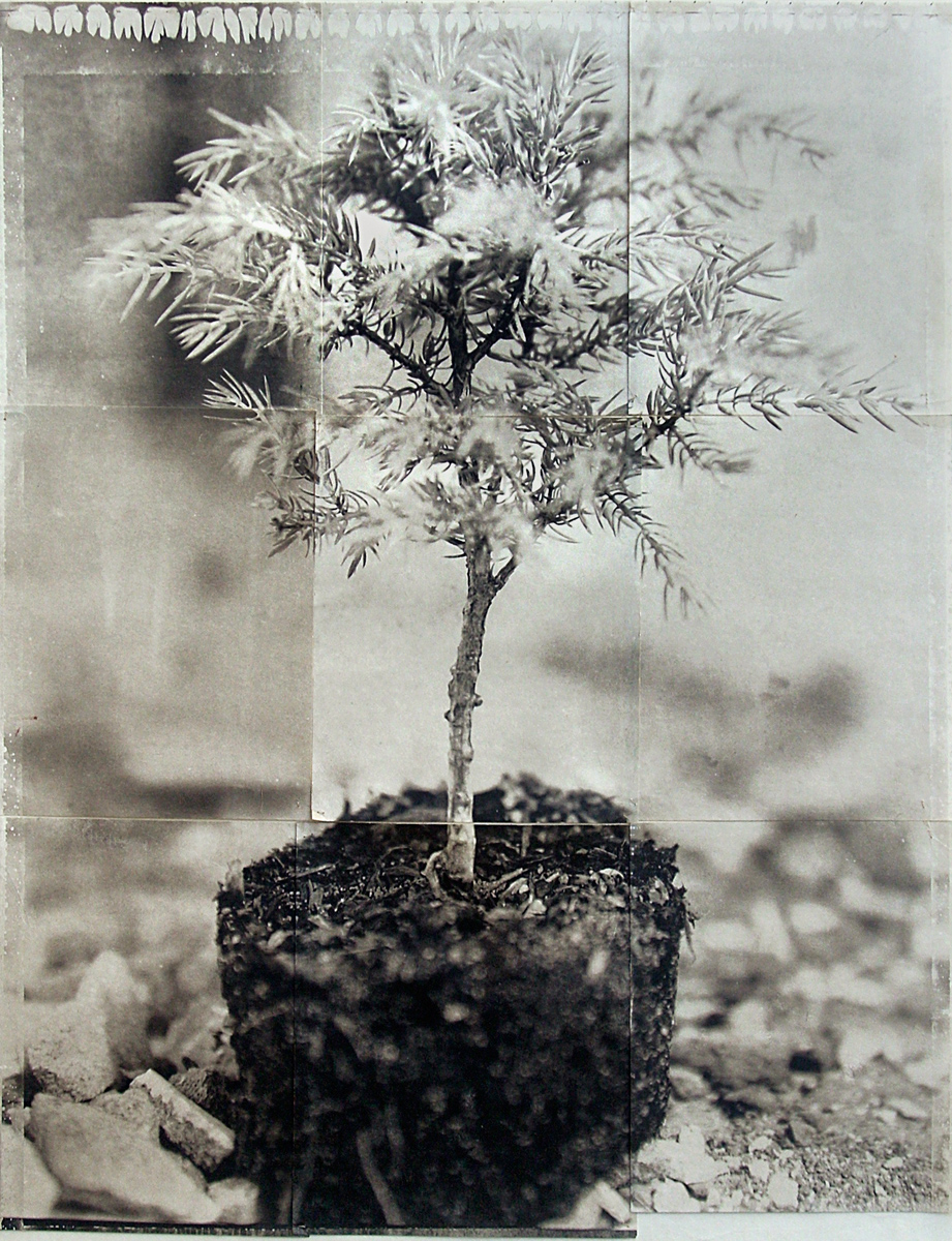 Charles Grogg, Bonsai (Rubble)