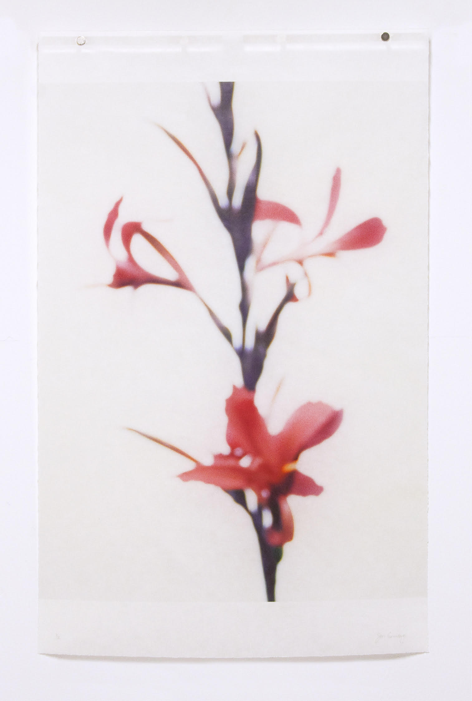 Jeri Eisenberg, Canna, No.6, 2020, Catherine Couturier Gallery