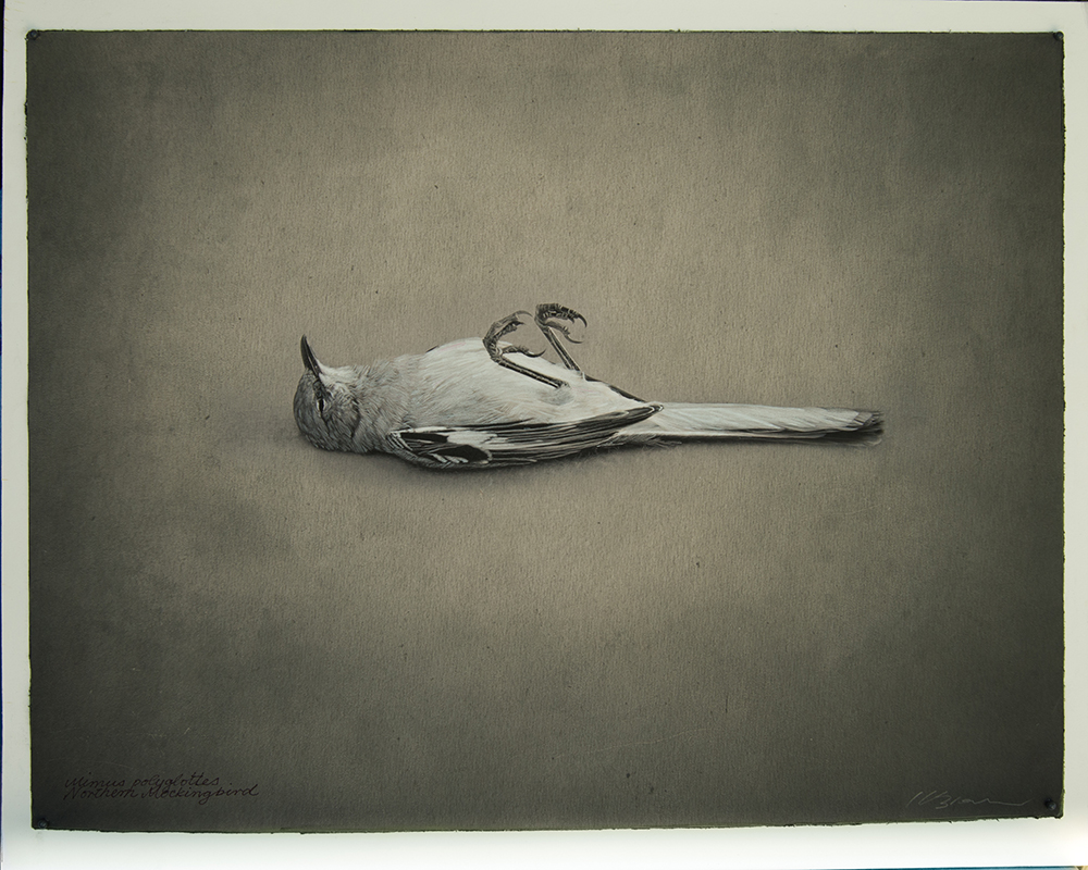 Kate Breakey, Northern Mockingbird, Catherine Couturier Gallery