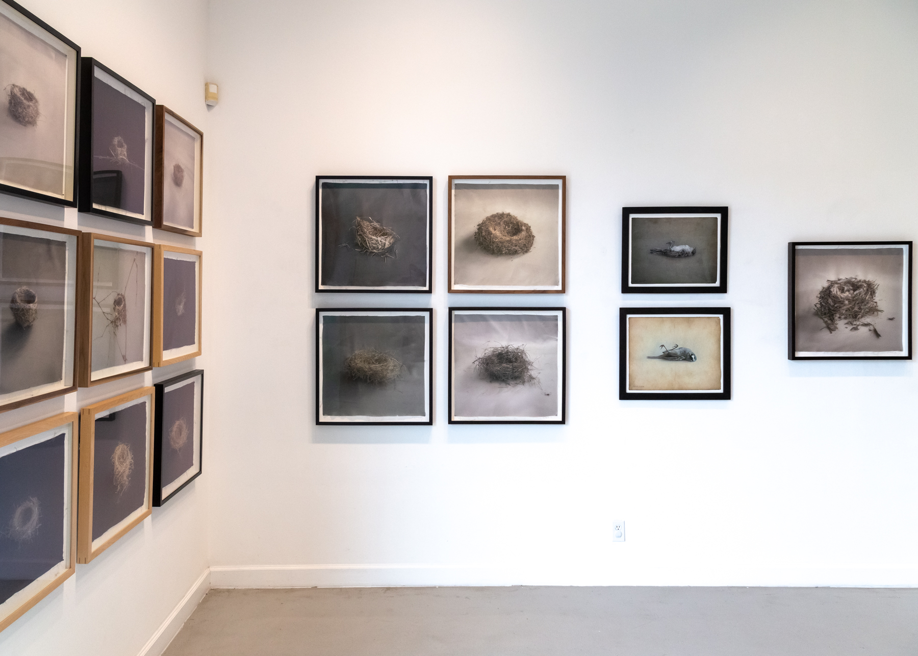 Kate Breakey, Avian, Catherine Couturier Gallery, Houston, Texas, Installation photograph by Erica Lee