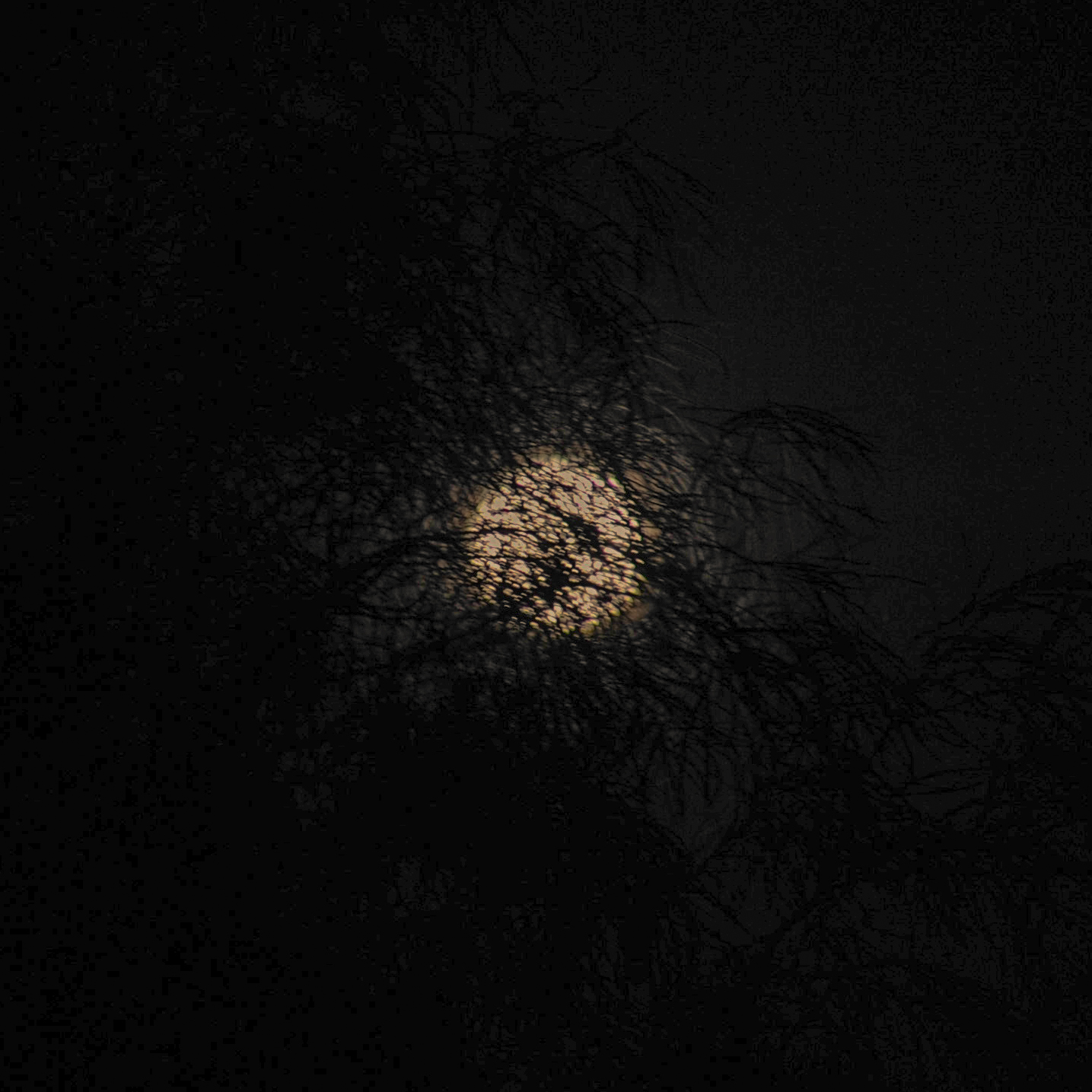 Moon thru trees, Kate Breakey, Catherine Couturier Gallery