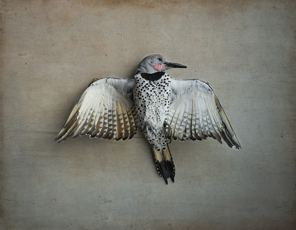 Kate Breakey, Northern Flicker, Catherine Couturier Gallery