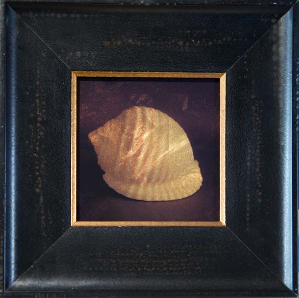 Kate Breakey, Scotch Bonnet Shell