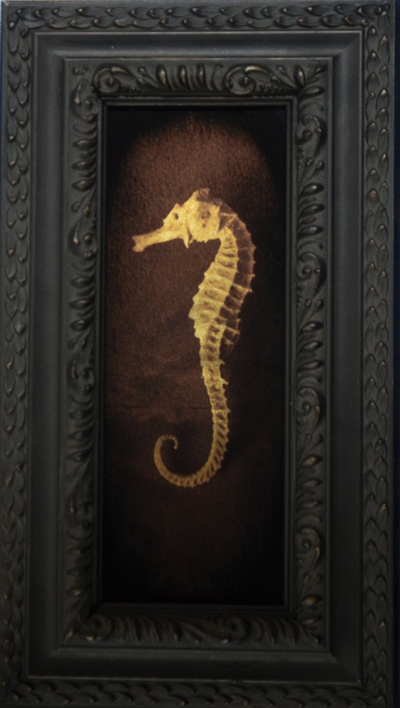 Kate Breakey, Sea Horse 1