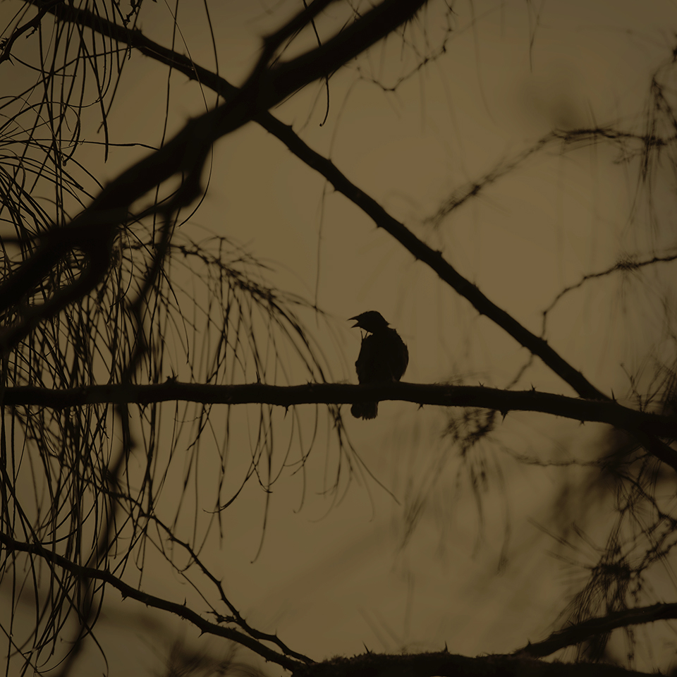 Keith Carter Beak of the Finch