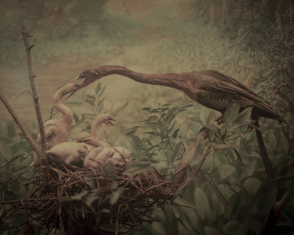 Keith Carter Egrets