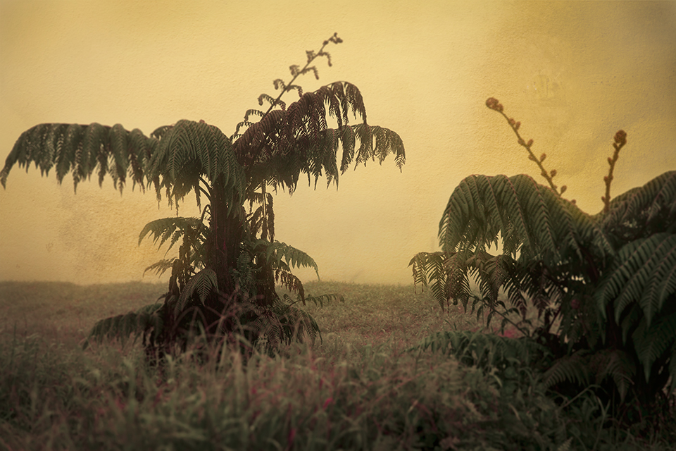 Keith Carter Fern Trees