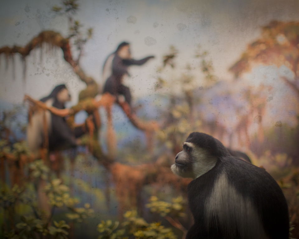 Keith Carter Primates