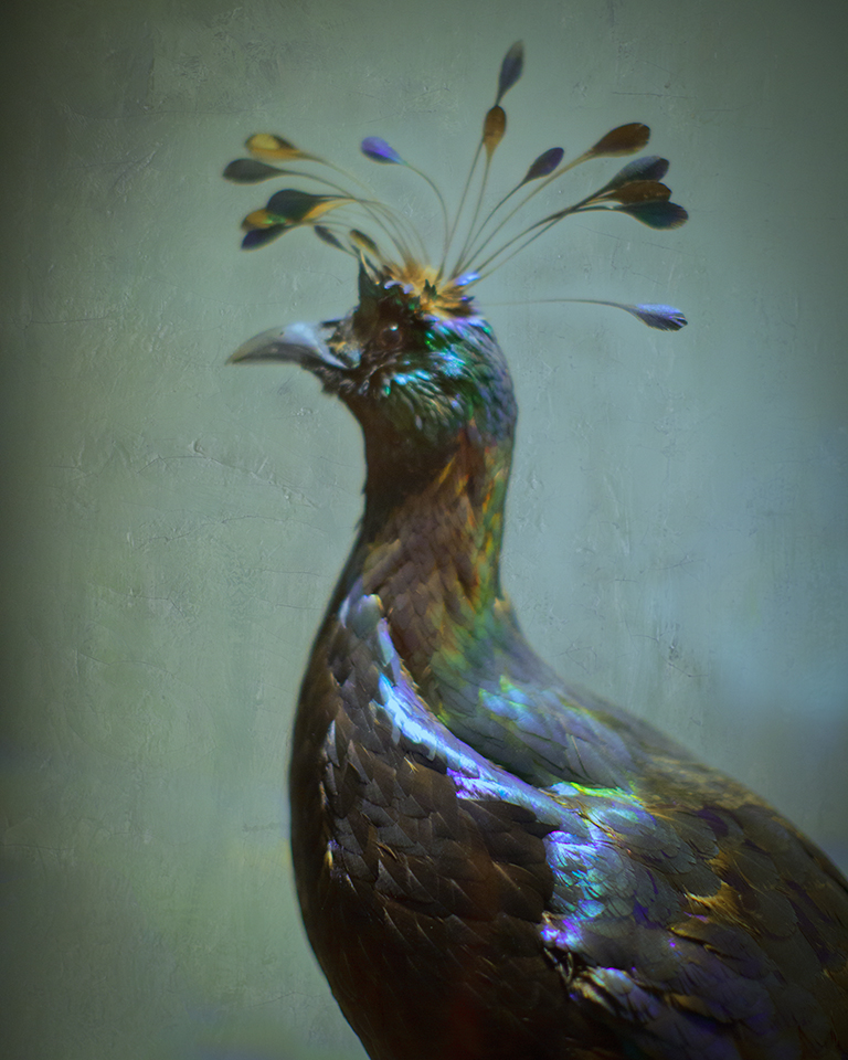 Keith Carter Himalayan Monal