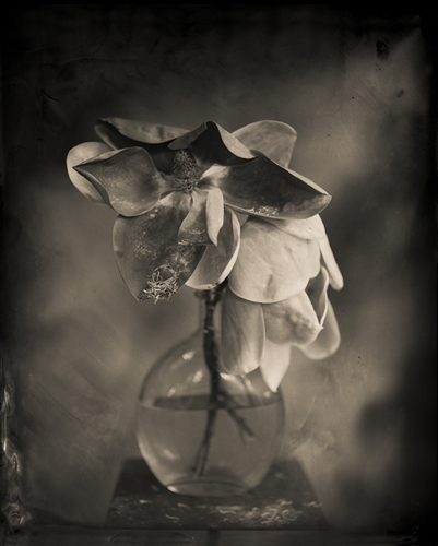 Keith Carter, Magnolia, 2014, gelatin silver print