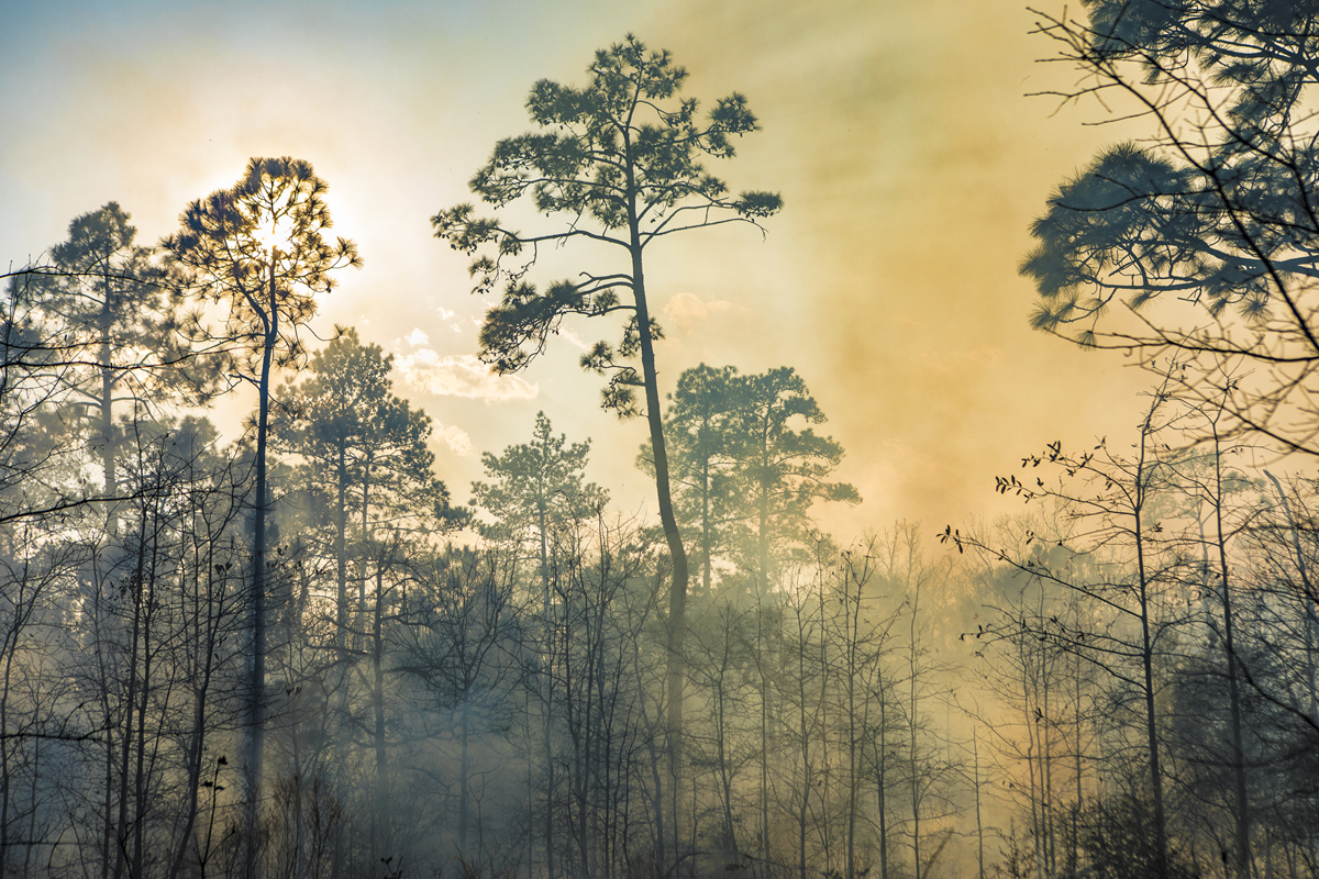 Kenny Braun, Smokey Pines, 2017, Catherine Couturier Gallery