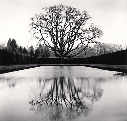 Grandfather Oak, Study 45, Beaverton, Oregon, USA, Michael Kenna, Catherine Couturier Gallery