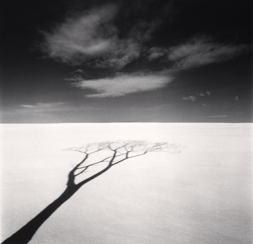 Onishi Tree Shadow, Study 1, Hokkaido, Japan, Michael Kenna, Catherine Couturier Gallery