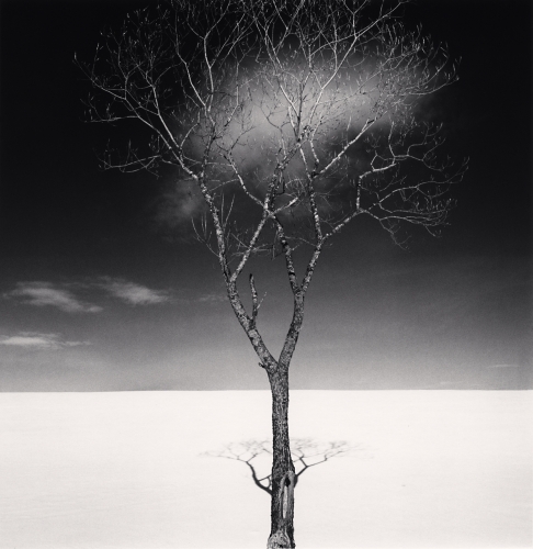 Onishi Tree, Study 2, Hokkaido, Japan, Catherine Couturier Gallery