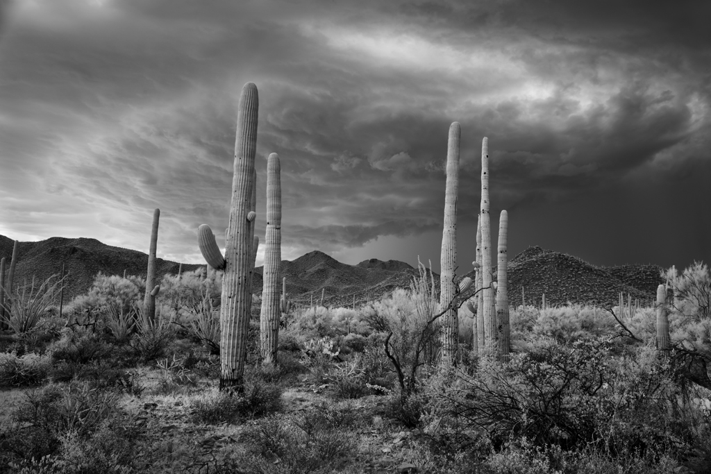 Mitch Dobrowner, Saguaro and Storm