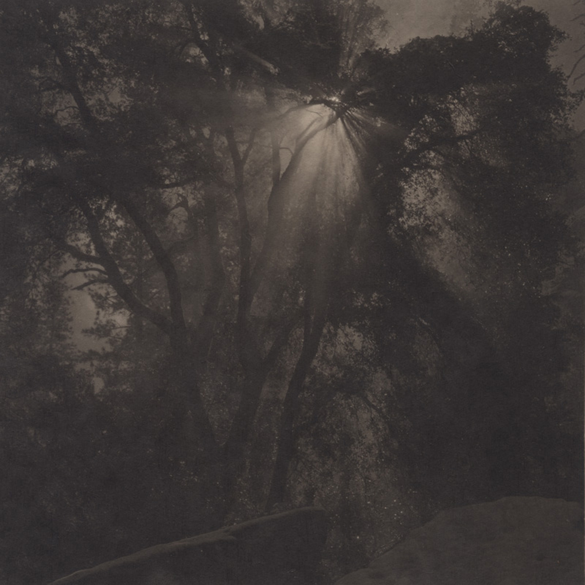 Takeshi Shikama Silent Respiration of Forests - Yosemite #2