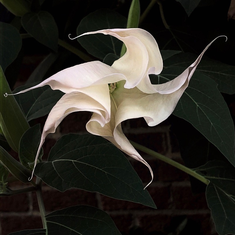 Wendi Schneider, Datura II, 2018, Catherine Couturier Gallery