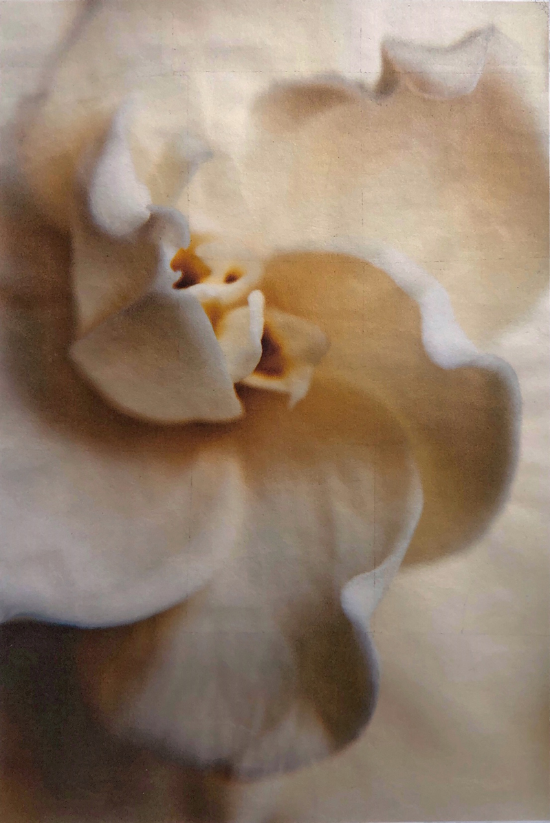 Wendi Schneider, Gardenia, Catherine Couturier Gallery