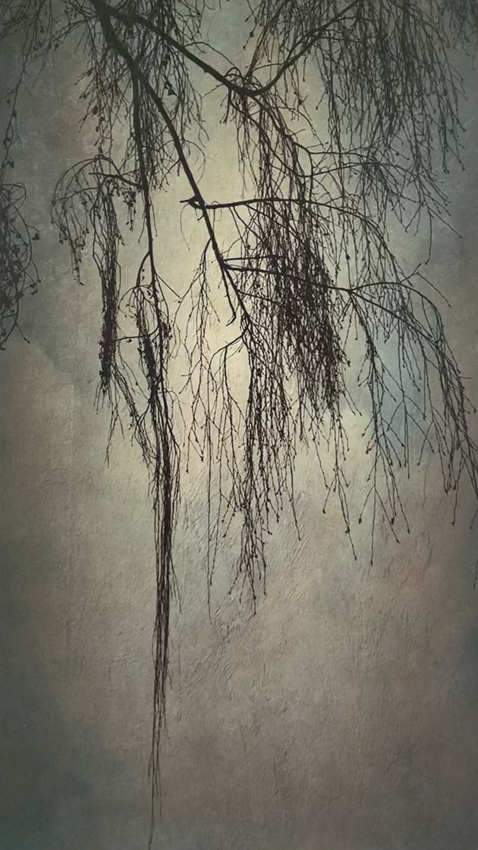 Wendi Schneider, Weeping Birch, Catherine Couturier Gallery